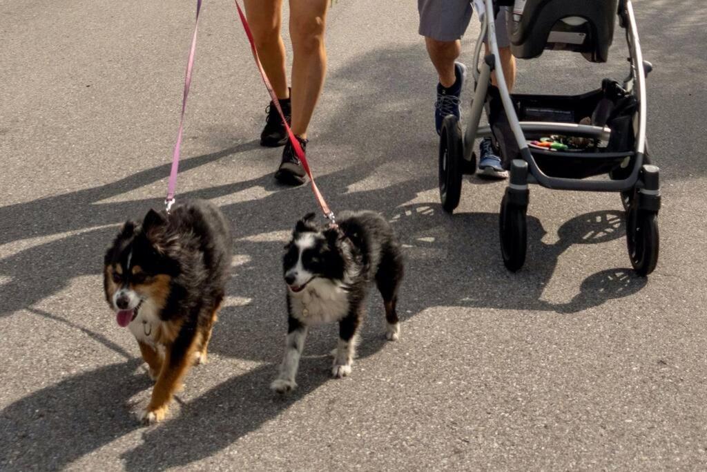 New Dog Paradise - Near The Beach Img & Downtown Bradenton Exterior foto